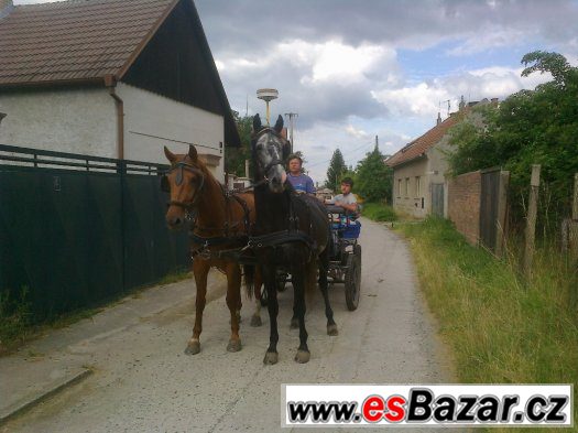 Kladrubský valach – fotografie 1
