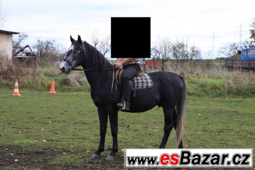 Kladrubský valach – fotografie 3