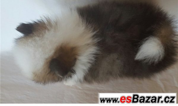 Pomeranian - štěňata – fotografie 4
