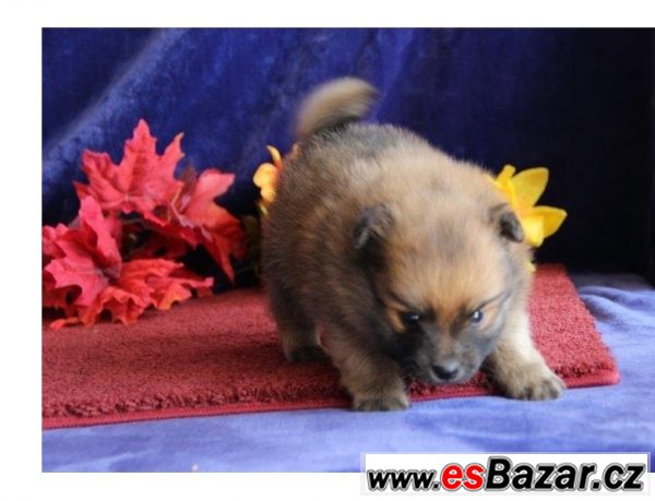Pomeranian - štěňata – fotografie 5