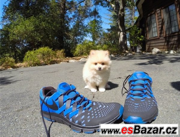 Pomeranian - štěňata – fotografie 6