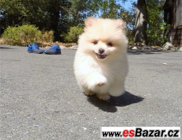 Pomeranian na prodej – fotografie 3