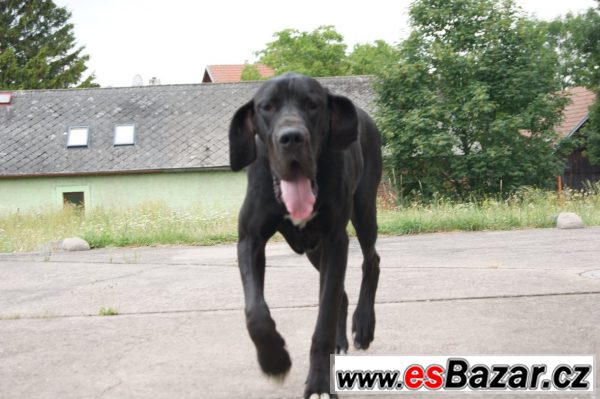 Německá doga černá s PP – fotografie 2