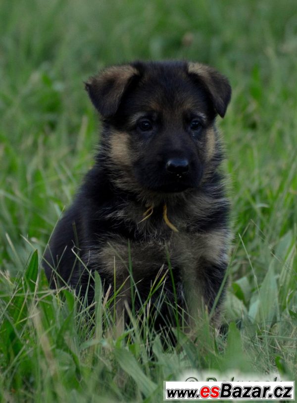 Německý ovčák - fenečka s PP (Rex) – fotografie 4