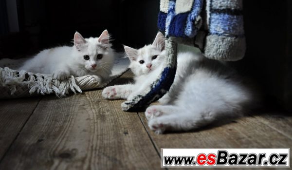 Kurilský bobtail s PP-Praha a okolí – fotografie 1