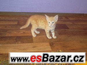 Miluška – fotografie 1