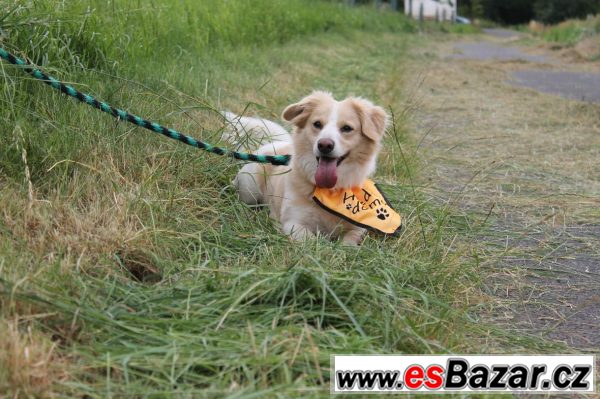 Oliver hledá hodnou paničku! – fotografie 3