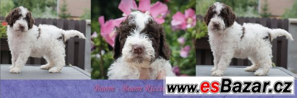 Lagotto - nejlevnější v ČR  – fotografie 2