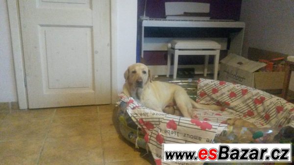 Labrador - štěňata – fotografie 1