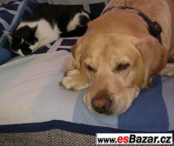 Labrador - štěňata – fotografie 5