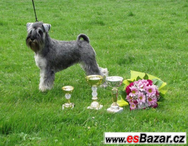 Malý knírač P+S s PP ChS. Tarr-Winn – fotografie 2