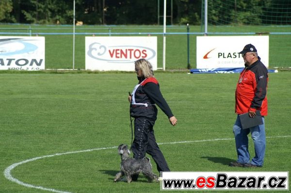 Malý knírač P+S s PP ChS. Tarr-Winn – fotografie 4