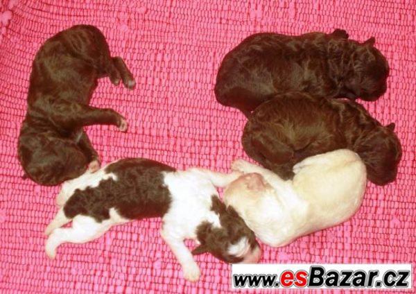 Lagotto Romagnolo s FCI rodokmenem – fotografie 1