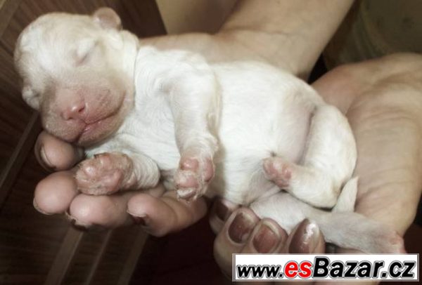 Lagotto Romagnolo s FCI rodokmenem – fotografie 2
