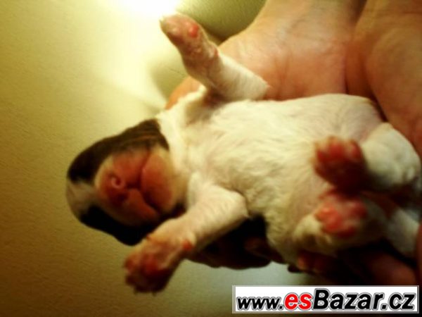 Lagotto Romagnolo s FCI rodokmenem – fotografie 3