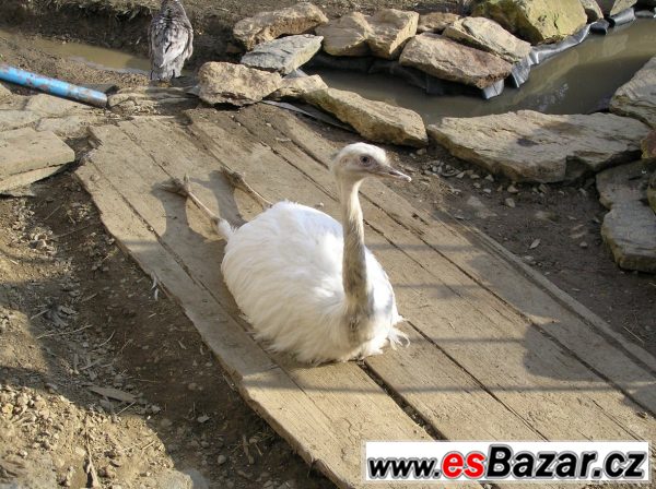 Nandu pampový (Rhea americana) bílý – fotografie 1