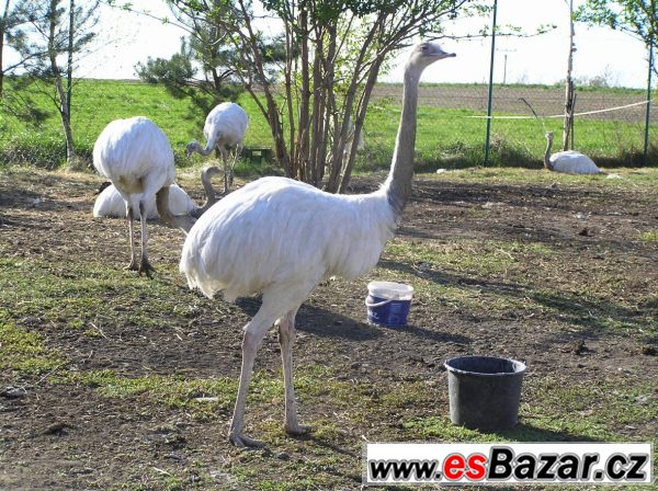 Nandu pampový (Rhea americana) bílý – fotografie 2