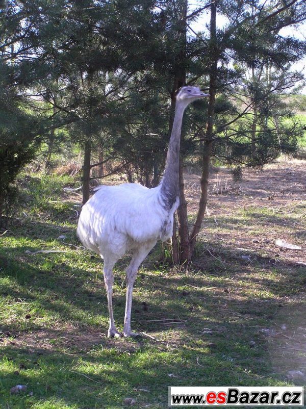 Nandu pampový (Rhea americana) bílý – fotografie 3