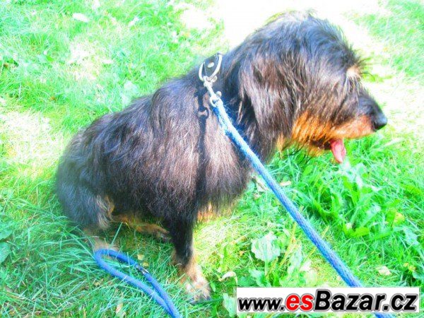 Máša - kříženec - fena – fotografie 2