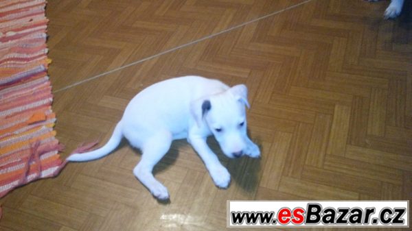 Štěňata Jack Russell terier(parson) – fotografie 1