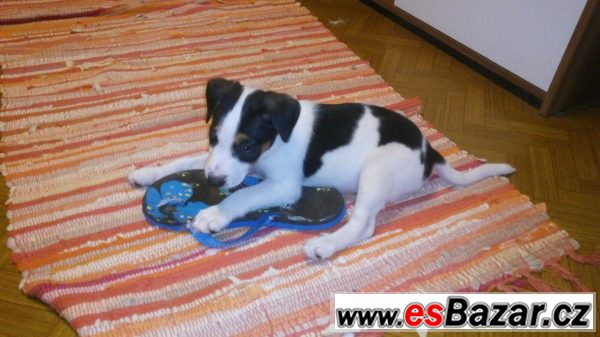 Štěňata Jack Russell terier(parson) – fotografie 4