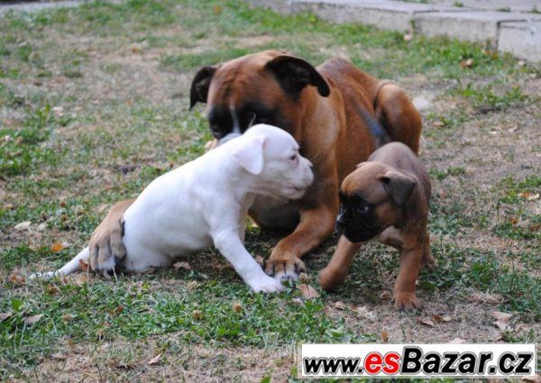 Německý Boxer - 4 fenky – fotografie 2