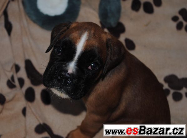 Německý Boxer - 4 fenky – fotografie 4