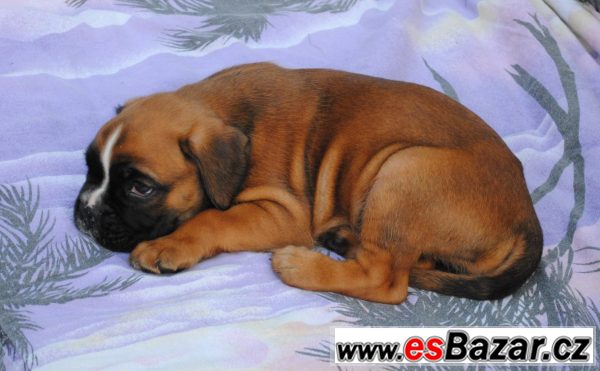 Německý Boxer - 4 fenky – fotografie 5