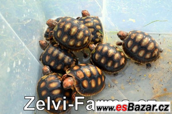 SUCHOZEMSKÉ ŽELVY UHLÍŘSKÉ – odchov – fotografie 6