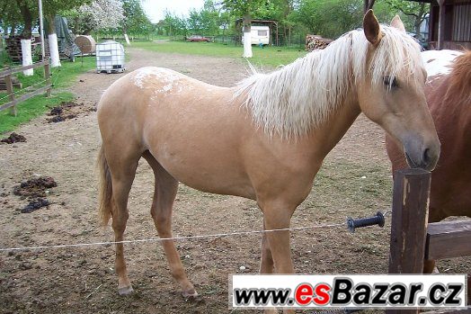KLISNA APALOOSA - 1 rok – fotografie 1