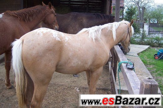 KLISNA APALOOSA - 1 rok – fotografie 3