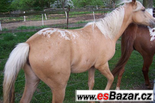 KLISNA APALOOSA - 1 rok – fotografie 4