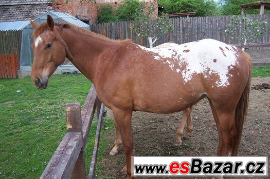 APALOOSA  - 6 let – fotografie 1