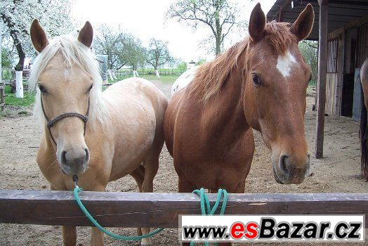 APALOOSA  - 6 let – fotografie 4