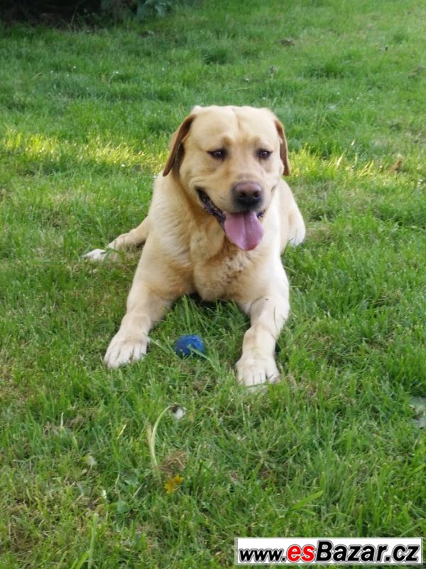 Nabízíme ke krytí labradora - psa – fotografie 2