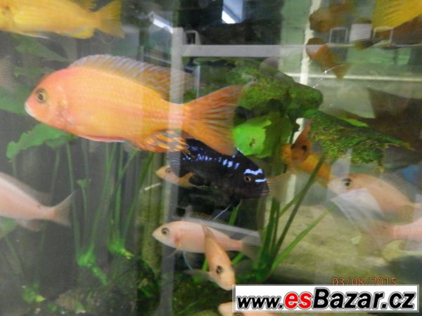 Malawi - Scallare - Corydoras – fotografie 5
