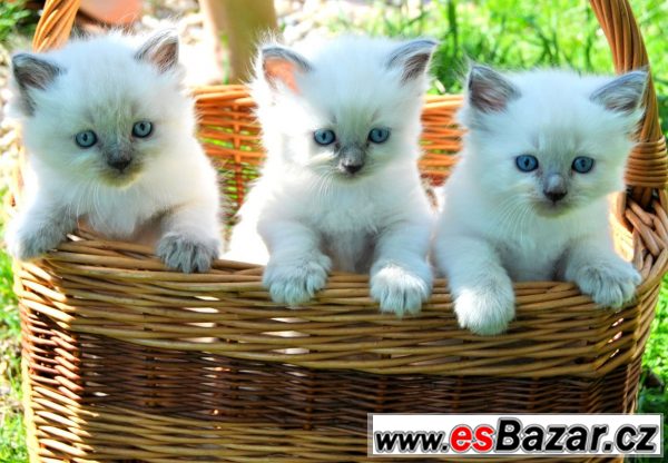 Kříženec Ragdoll + perská kočka – fotografie 3