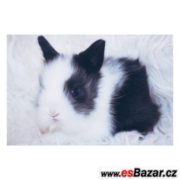 Prodám teddy králíčky  – fotografie 4