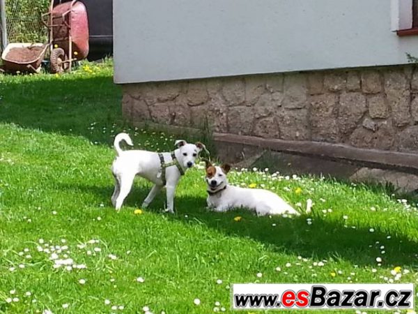 Prodám štěňátka jack russel – fotografie 4