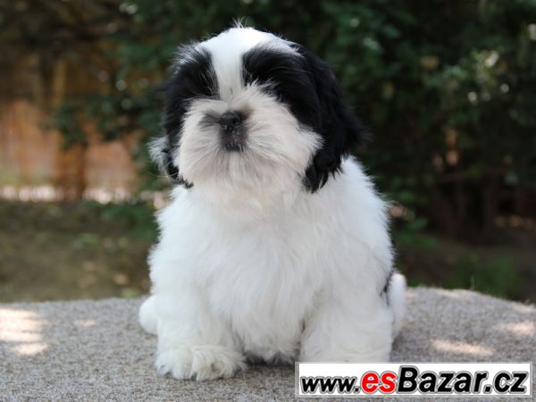Shih-tzu - štěňátka s PP – fotografie 1