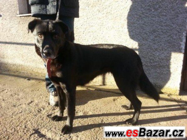 Sally - kříženec labradora – fotografie 1