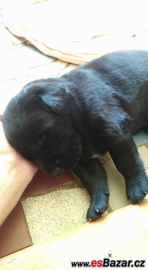  štěňátka labradorského retrívra – fotografie 4