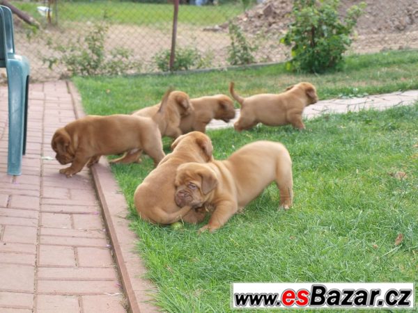 Štěňata bordeauxské dogy s PP – fotografie 1