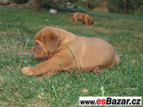 Štěňata bordeauxské dogy s PP – fotografie 3