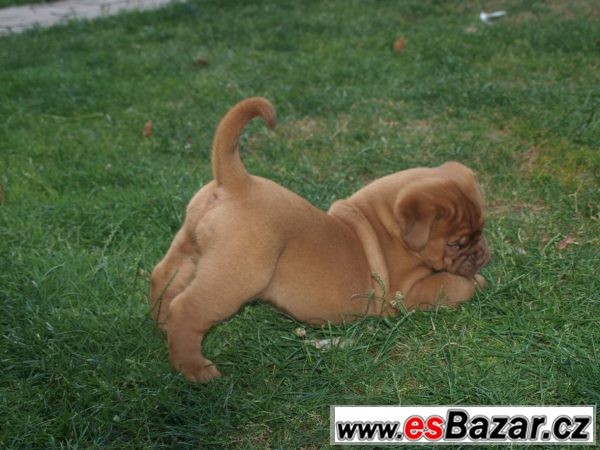 Štěňata bordeauxské dogy s PP – fotografie 4
