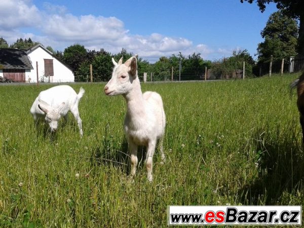 Prodáme kozičku k chovu – fotografie 3