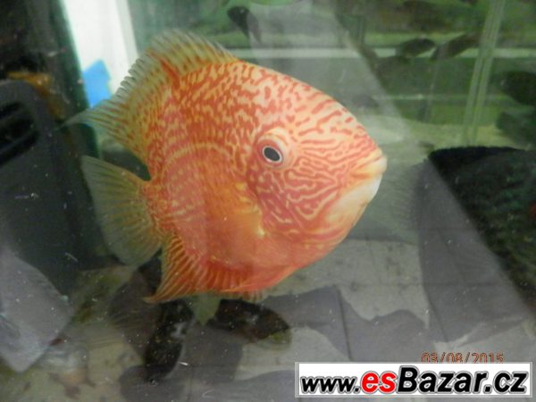 Malawi Red Dragon – fotografie 2
