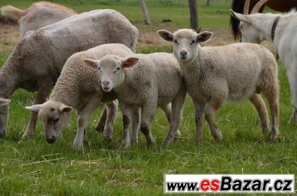Letošní jehňata a bahnice – fotografie 3