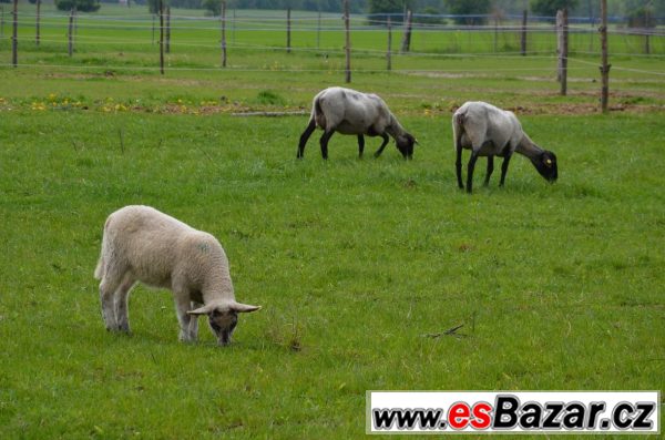 Letošní jehňata a bahnice – fotografie 4