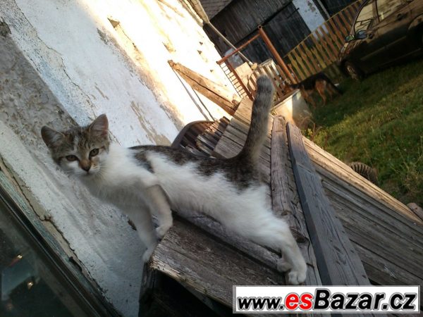 Vymazlená koťata hledají domov – fotografie 3